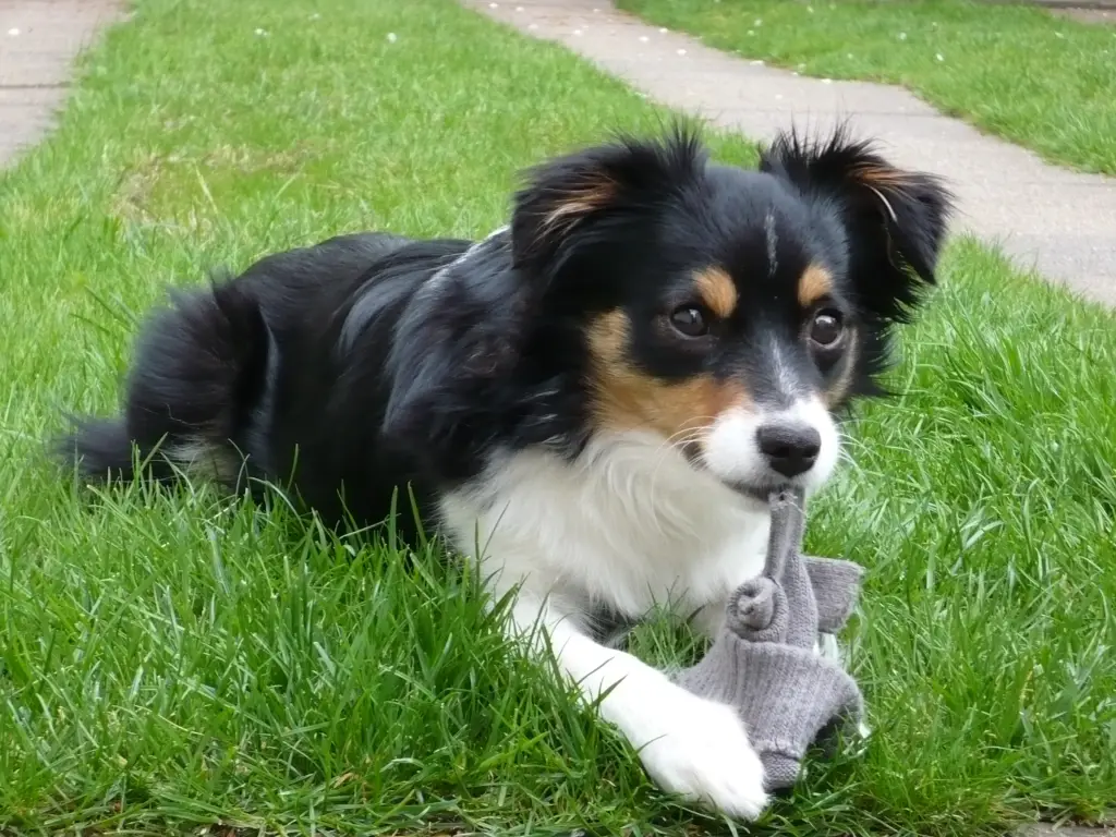 Andachtsbild von Brigitte m. Princess im Herzen