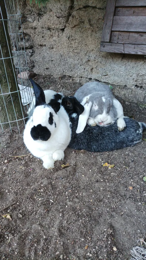 Andachtsbild von Unbekannt