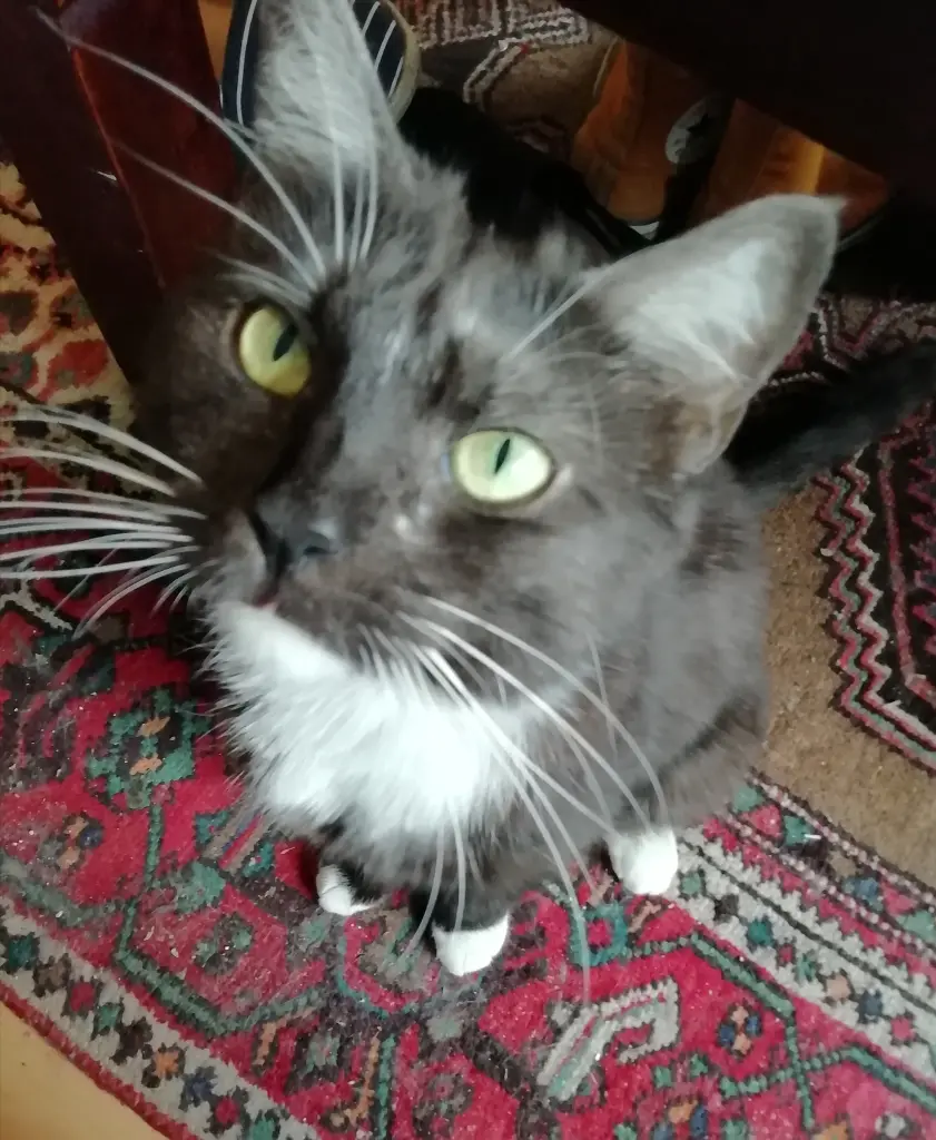 Image from Ella