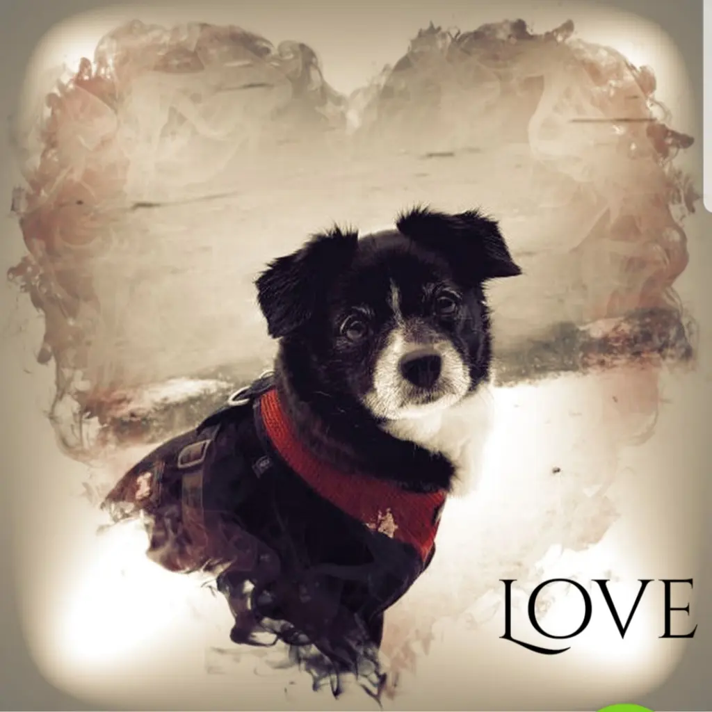 Image from Kimba
