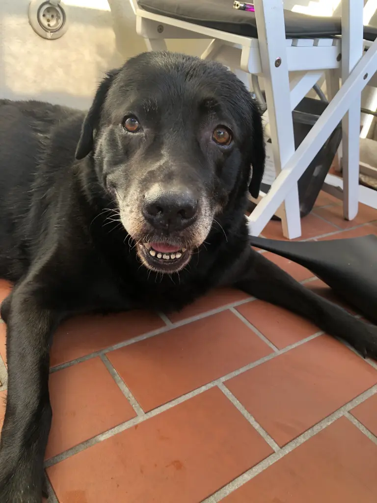 Image from Marley