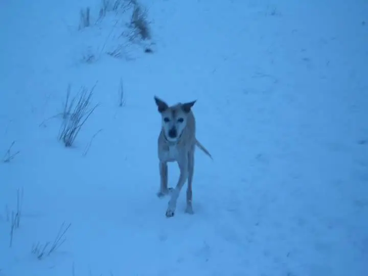 Image from Alina