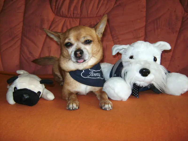 Andachtsbild von Irene mit Seelenhund * Jimmy * ganz tief im Herzen