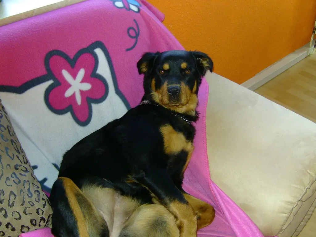 Condolence image of Angelika