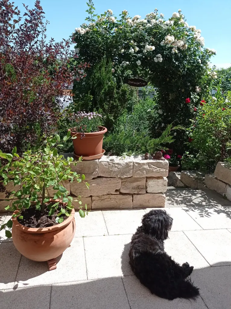 Image from Lissi