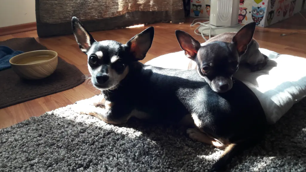 Condolence image of Ines mit Otti & Mocca im Herzen
