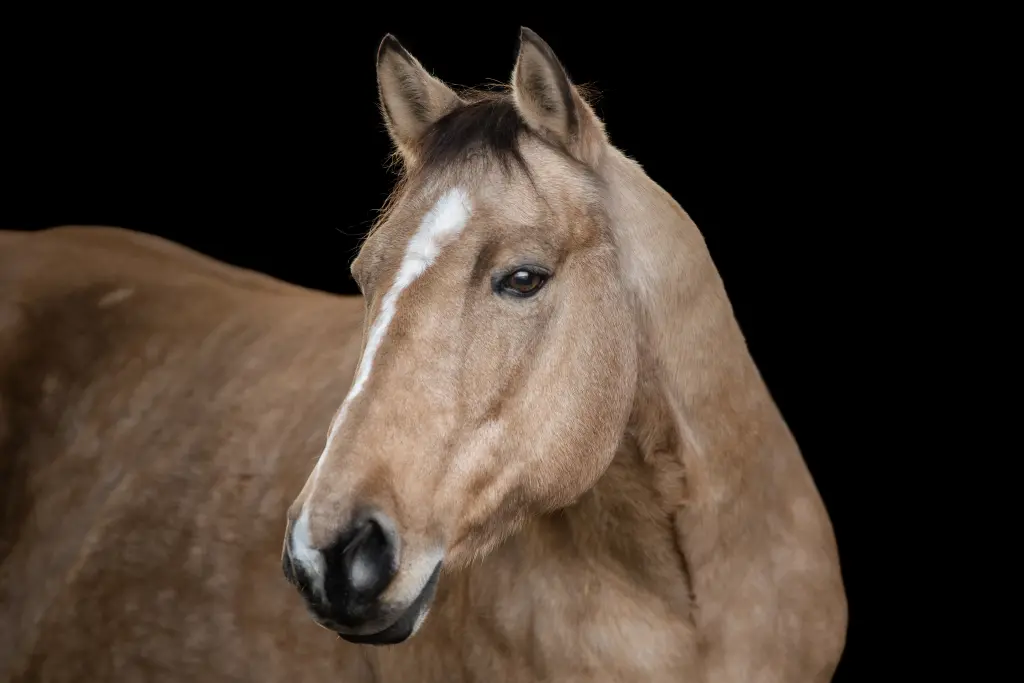 Image from Reno