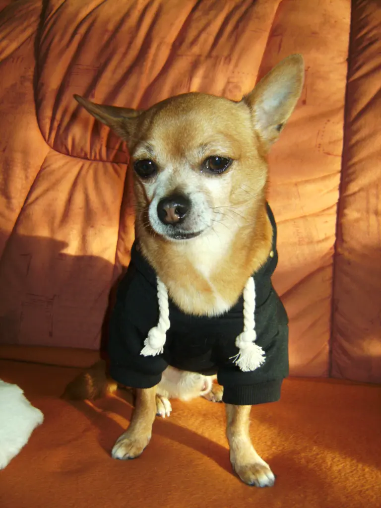 Condolence image of Irene mit Seelenhund * Jimmy * ganz tief im Herzen