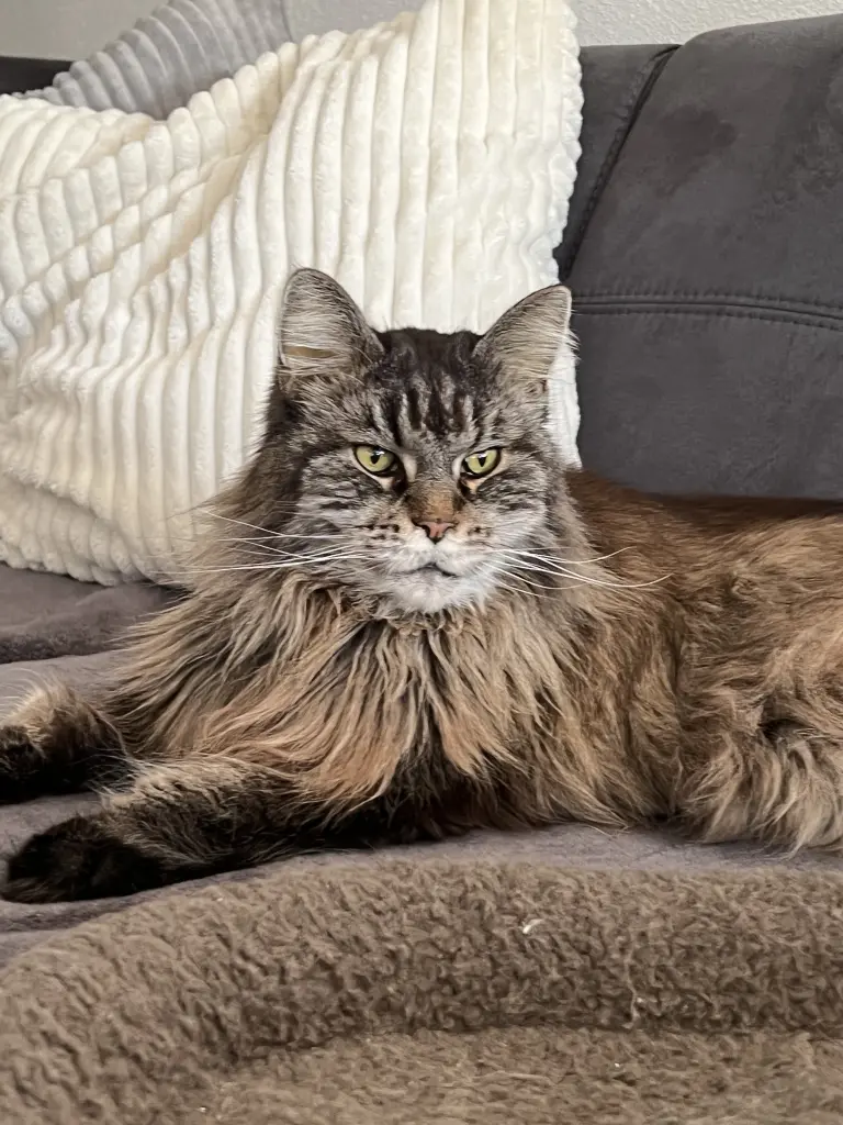 Condolence image of Asta und Seelenkatze Bella gest am 30.09.2022