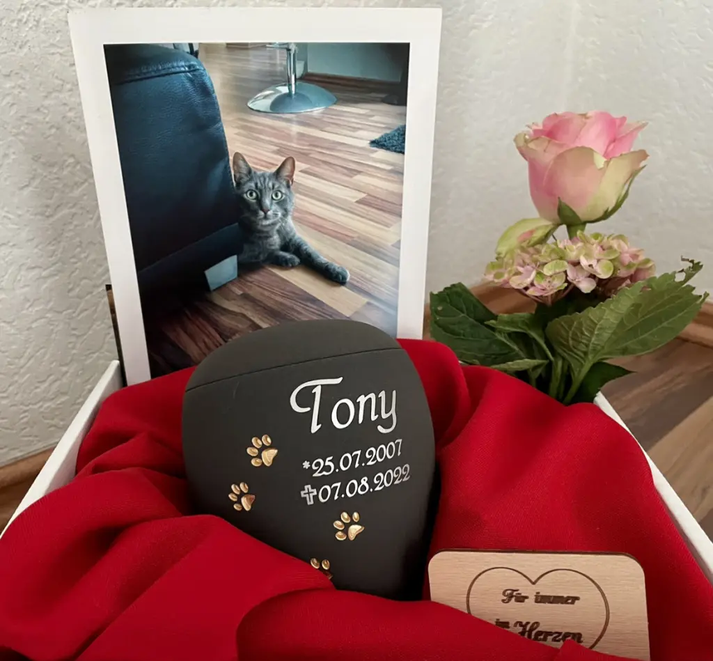 Image from Tony