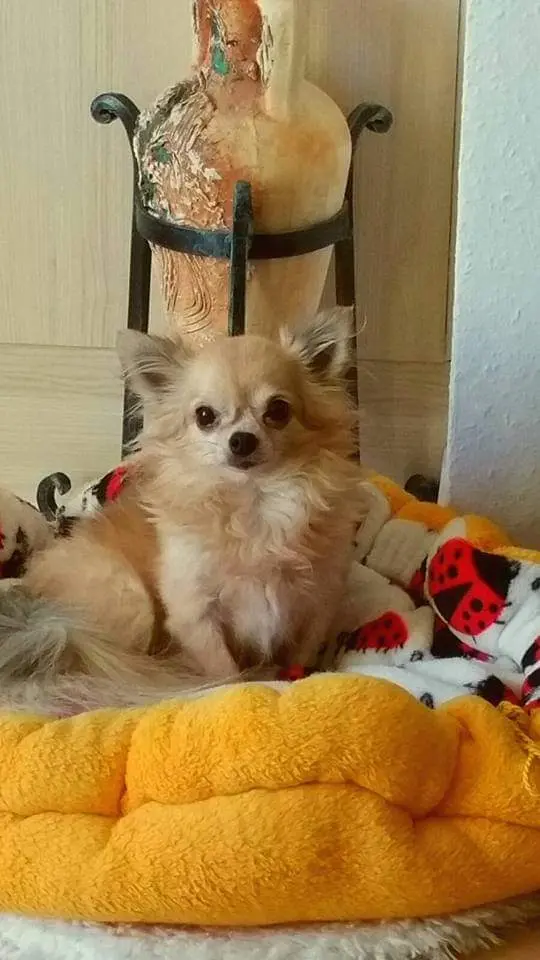 Condolence image of Deiner Mama und Cookie