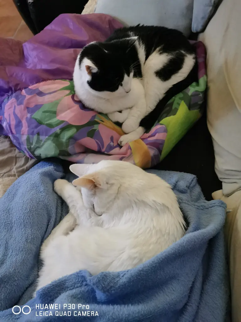 Image from Jojo