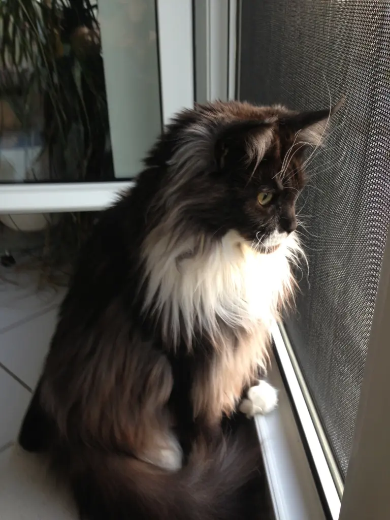 Condolence image of Birgit