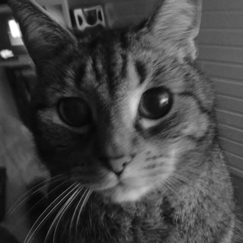 Image from Tiger