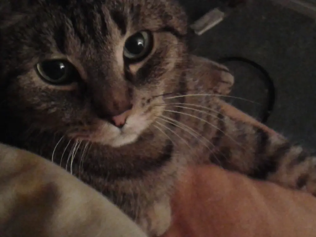 Image from Tiger