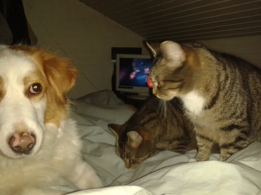 Image from Tiger