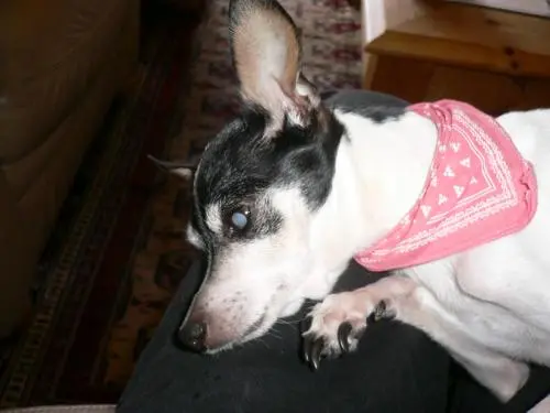 Image from Trixi