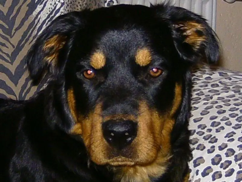 Condolence image of Angelika