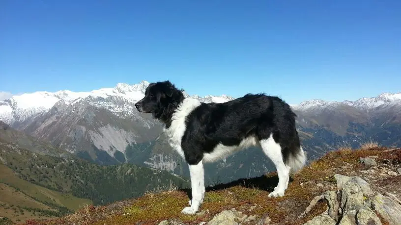 Image from Balou