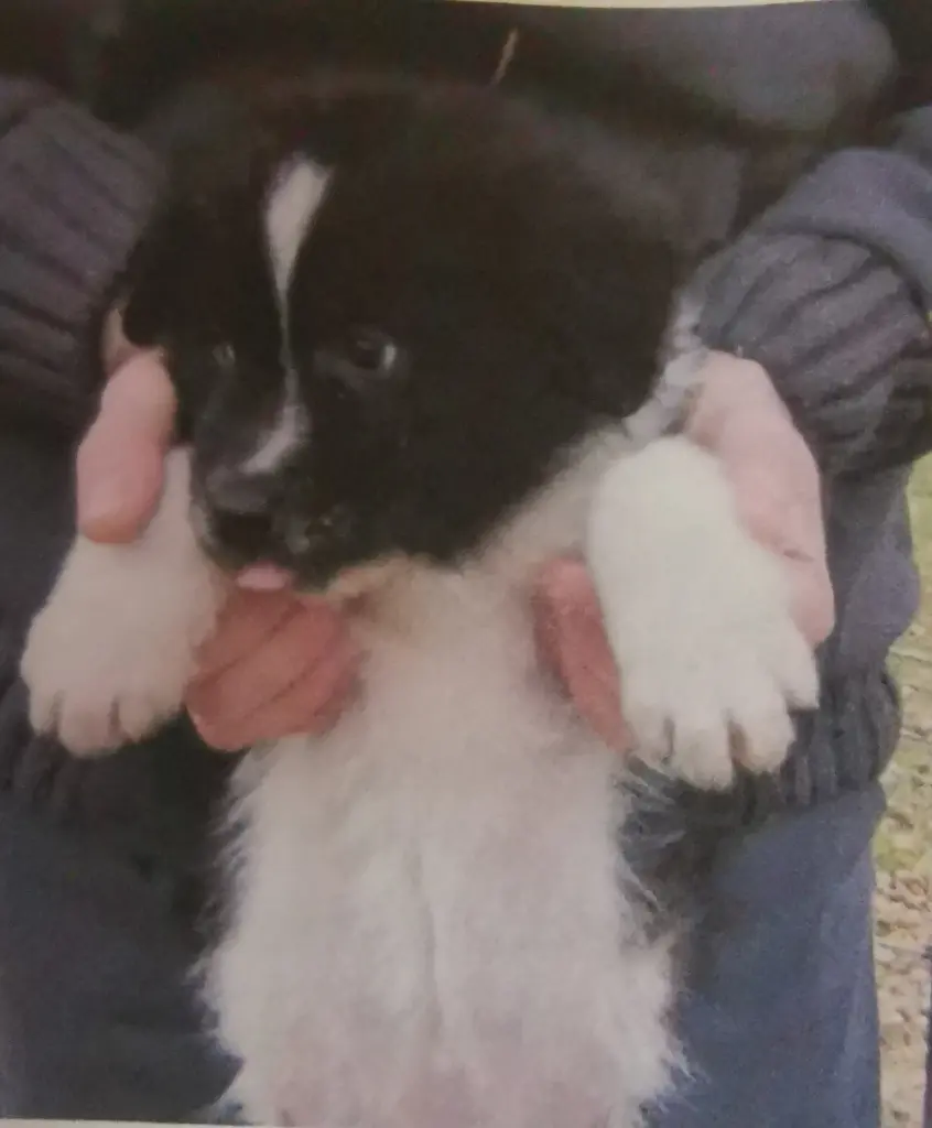 Image from Balou