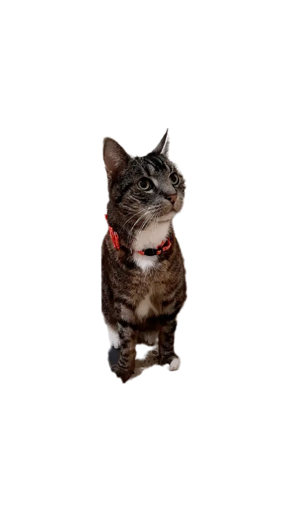 Condolence image of Deine Meowmy