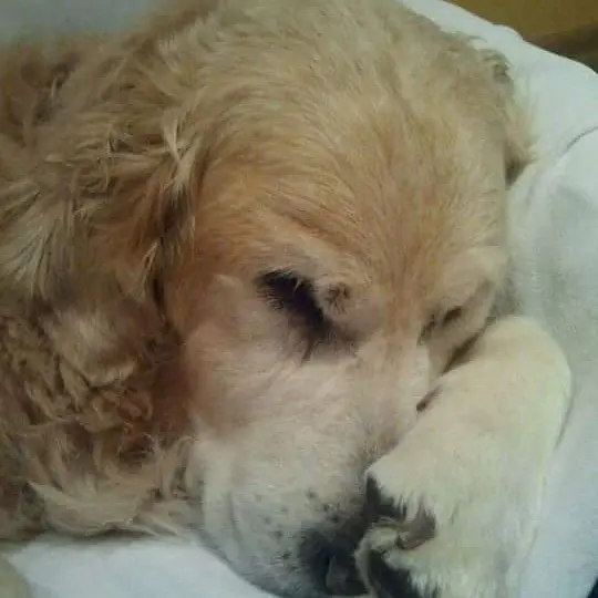Condolence image of Anita