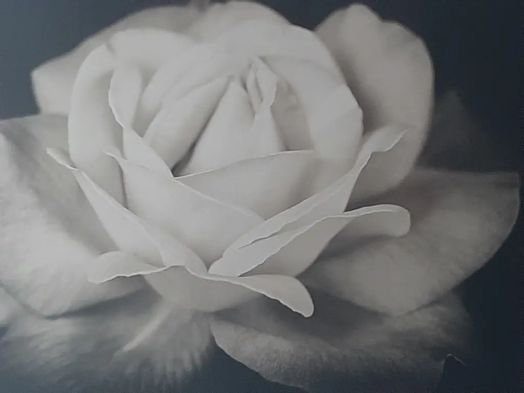 Condolence image of Anita Schaffhauser-Gürbüz