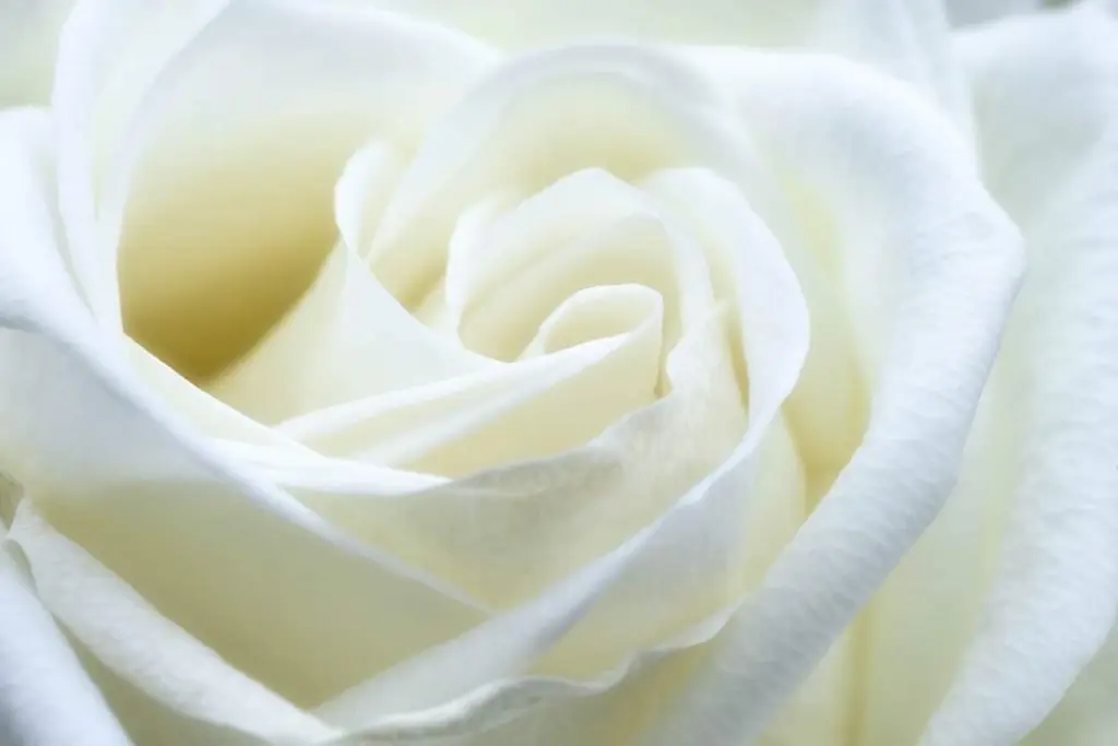 Condolence image of Anita Schaffhauser