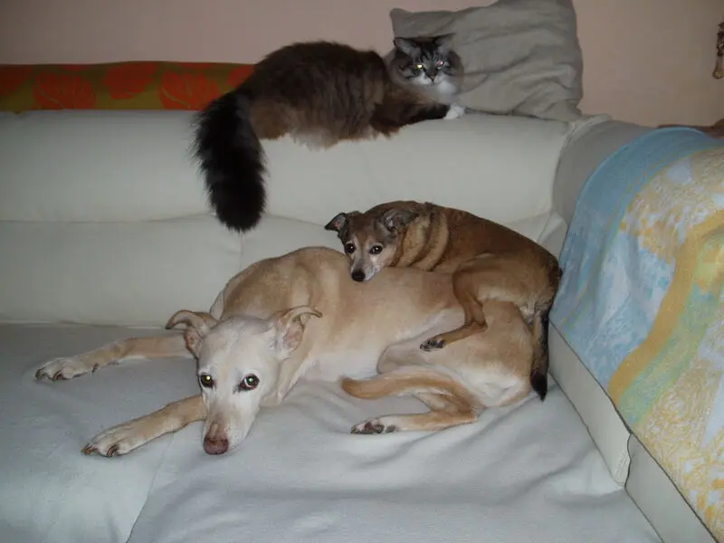 Image from Candy