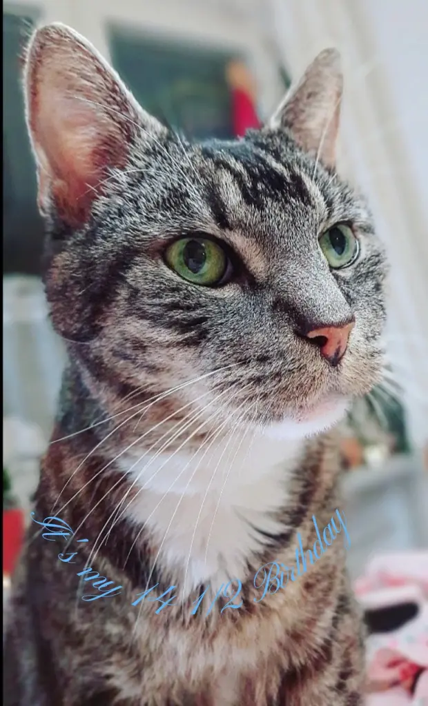 Condolence image of Malin mit Filou