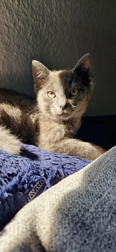 Image from Smokey