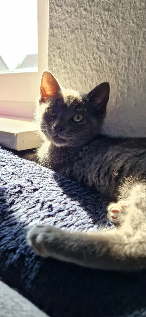 Image from Smokey