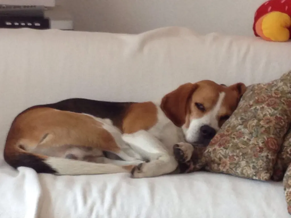 Image from Bonito