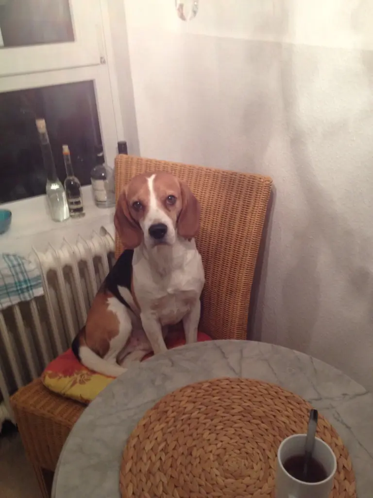 Image from Bonito