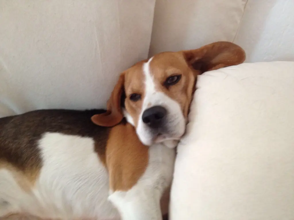 Image from Bonito