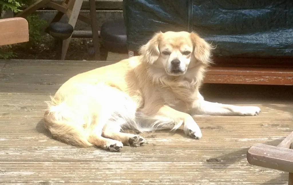 Image from Dingo