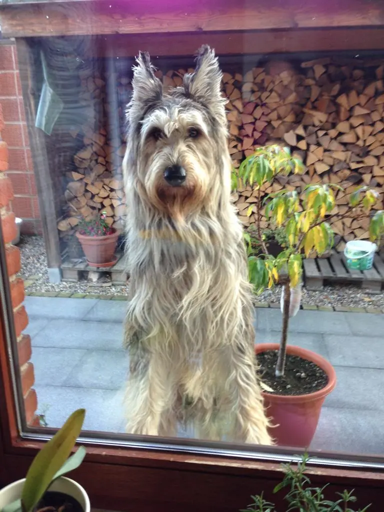 Image from Biscuit