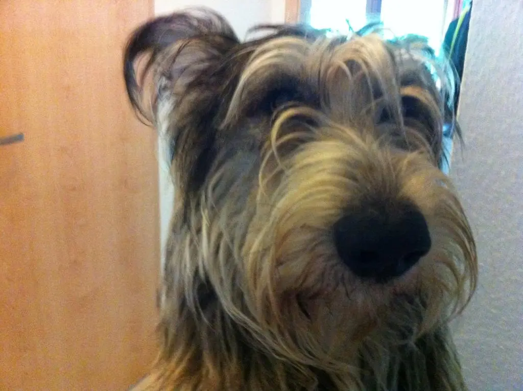 Image from Biscuit