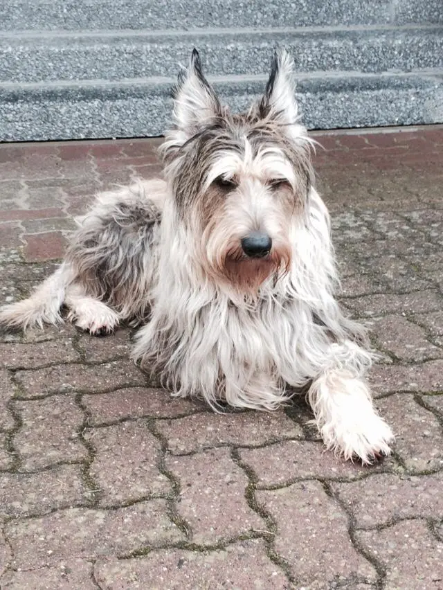 Image from Biscuit