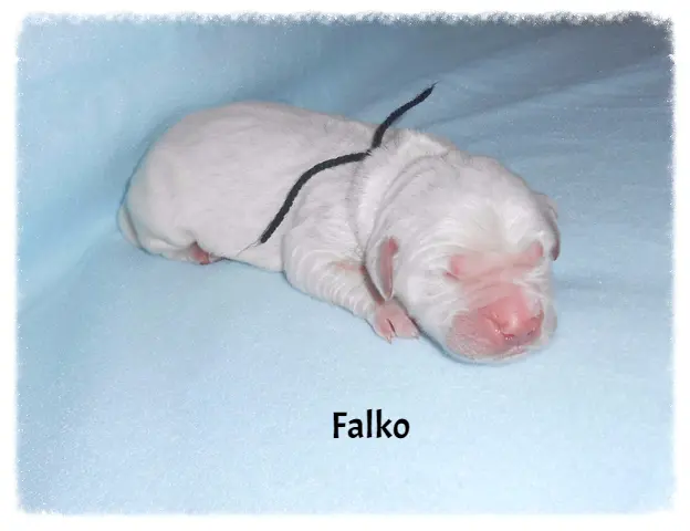 Image from Falko