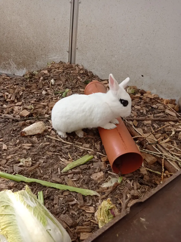 Image from Kovu