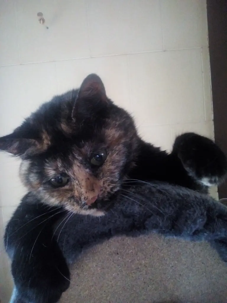 Image from Trixi
