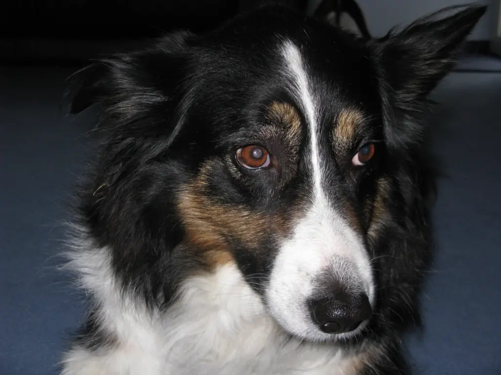 Condolence image of Anne-Marie mit Herzenshund Arwen