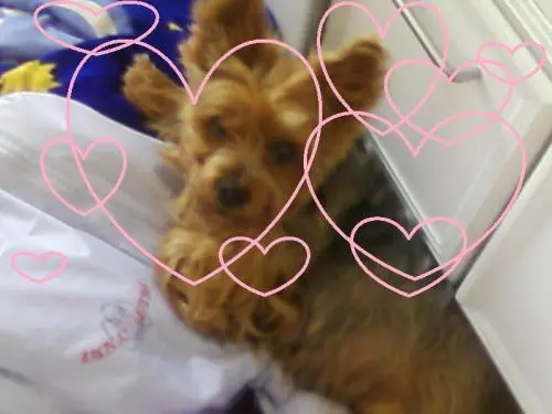 Image from LADY