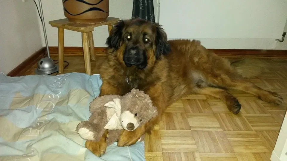 Image from Bobo