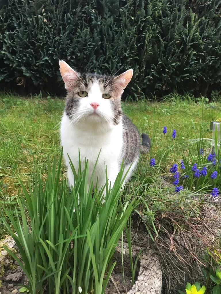 Image from Fluffy