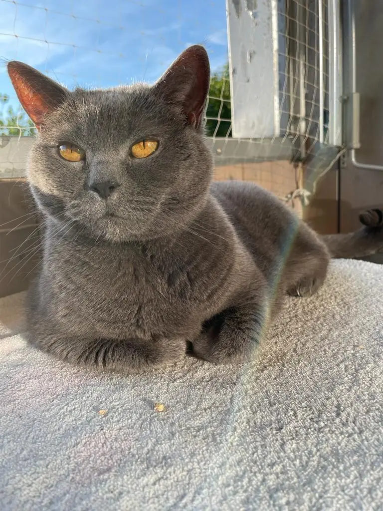 Image from Nala