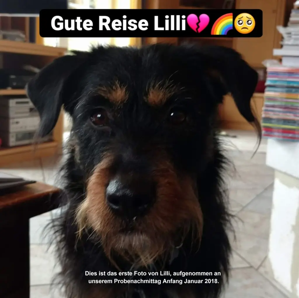 Image from Lilli
