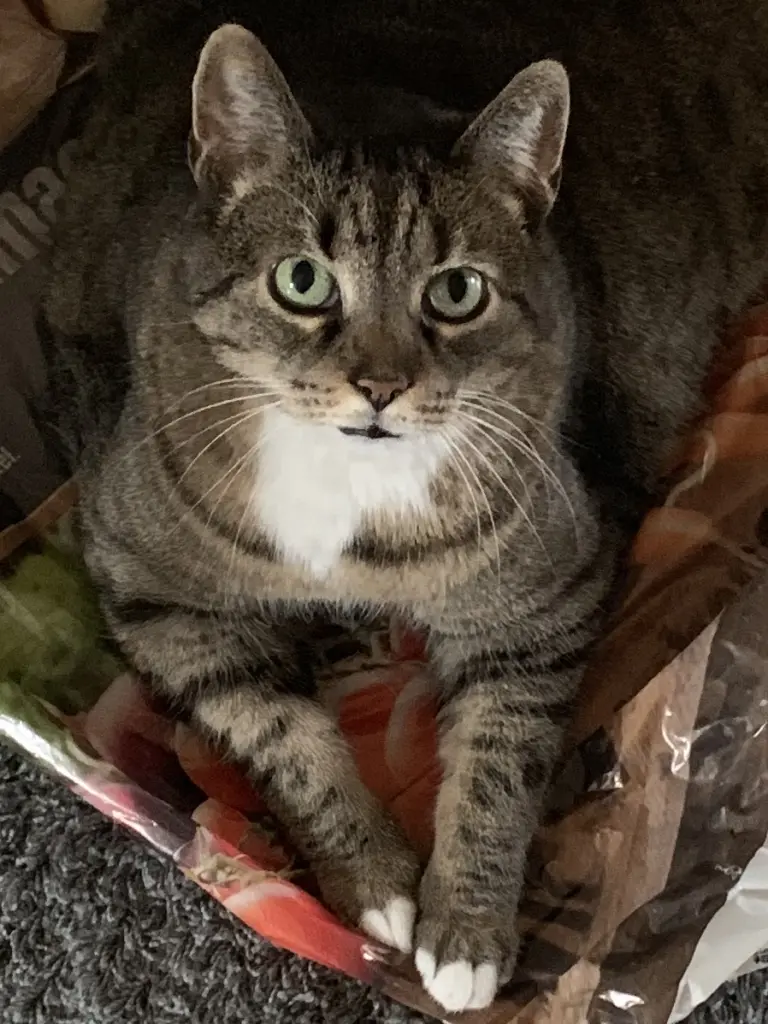 Image from Trixie