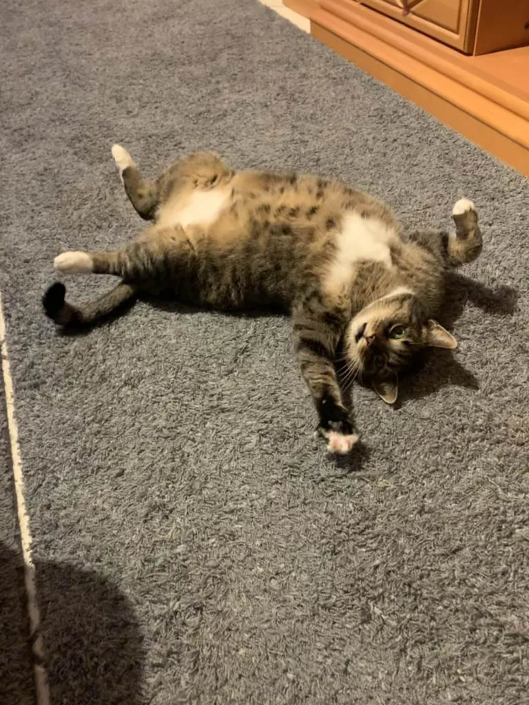 Image from Trixie